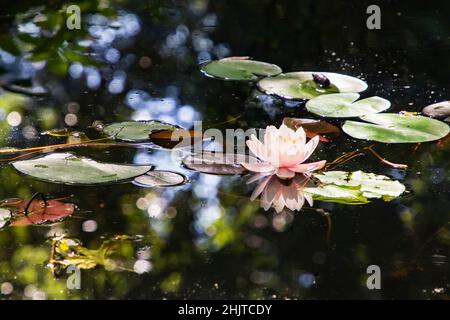 Das rosa Nymphäum schwimmt und spiegelt sich im Wasser des Teiches unter seinen großen Blättern wider. Zarte rosa Seerose auf einer spiegelnden Wasseroberfläche im b Stockfoto