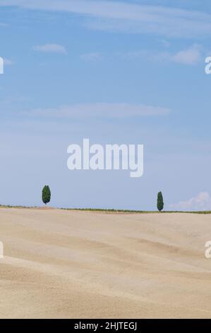 Schöne Aussicht auf zwei kleine Zypressen, die über einem landwirtschaftlichen Feld im Tal des Val d'Orcia in der Toskana, Italien, stehen Stockfoto