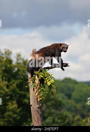 Wolverine aka wolverene - Gulo gulo - ruht auf trockenem Baum, verschwommener Wald und Himmelshintergrund Stockfoto