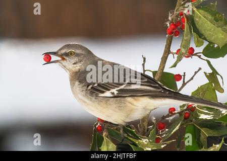 Nördlicher Mockingbird mit Holly Tree Berry Stockfoto
