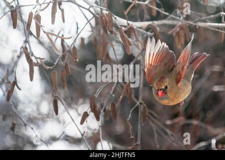 Weiblicher Nordkardinalflug im Winter Stockfoto