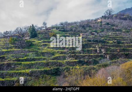 Winterszene voller Kirschbäume, die auf Terrassen wachsen, Valle del Jerte, Caceres, Extremadura, Spanien Stockfoto