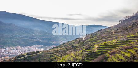 Winterszene voller Kirschbäume, die auf Terrassen wachsen, Valle del Jerte, Caceres, Extremadura, Spanien Stockfoto