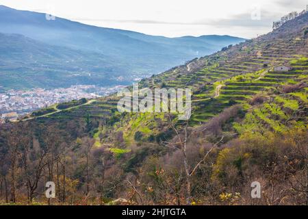 Winterszene voller Kirschbäume, die auf Terrassen wachsen, Valle del Jerte, Caceres, Extremadura, Spanien Stockfoto