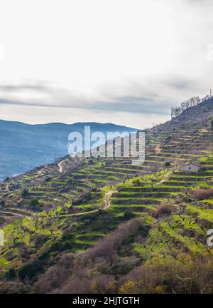 Winterszene voller Kirschbäume, die auf Terrassen wachsen, Valle del Jerte, Caceres, Extremadura, Spanien Stockfoto