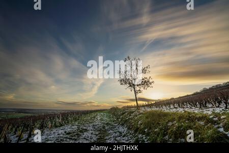 Sonnenuntergang im Burgund Klima 'Les Hauts Marconnets', Savigny-Les-Beaune, Burgund, Frankreich Stockfoto