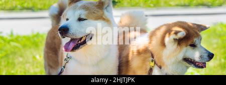 Porträt von zwei roten Hunden von Akita Inu auf grünem Hintergrund. Schöne flauschige rote Hunde sind lächelndes BANNER, langes Format Stockfoto