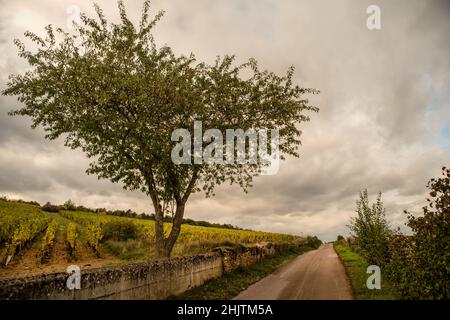 Burgund Klima 'Les Hauts Marconnets', Savigny-Les-Beaune, Burgund, Frankreich Stockfoto