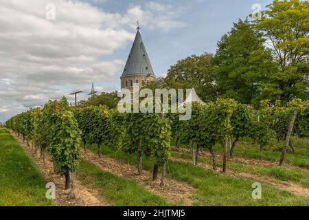 Aussichtsturm in den Weinbergen von Flörsheim-Wicker Stockfoto