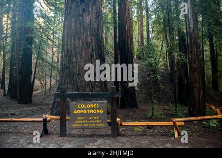 Armstrong Redwoods ist ein kleiner Stand von Redwood-Bäumen im Norden von Guerneville, Kalifornien. Stockfoto