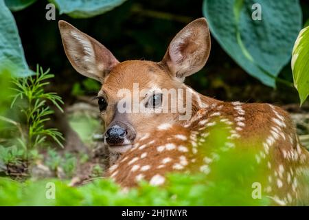 Ein sehr junges Rehkitz versteckt sich in meinem Blumengarten, wo Mama es für eine Weile verlassen hat, um zu stöbern. Schönes kleines Baby mit riesigen braunen Augen und großen Ohren. Stockfoto