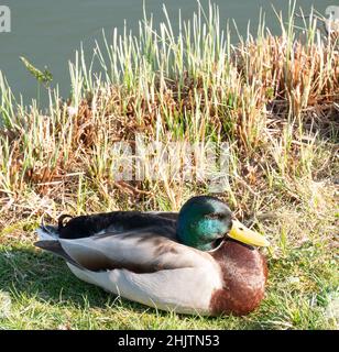 Am Ufer liegt eine eintschnalle, männliche Ente Stockfoto