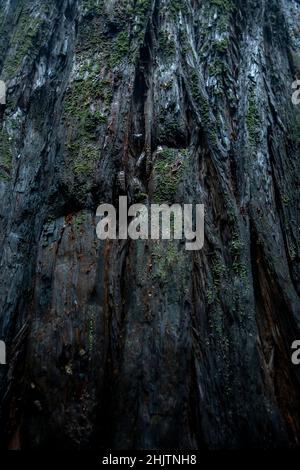Strukturdetails. Armstrong Redwoods ist ein kleiner Stand von Redwood-Bäumen im Norden von Guerneville, Kalifornien. Stockfoto