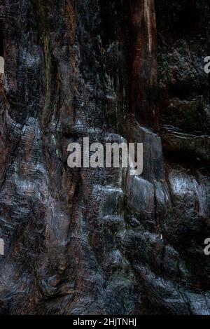 Strukturdetails. Armstrong Redwoods ist ein kleiner Stand von Redwood-Bäumen im Norden von Guerneville, Kalifornien. Stockfoto