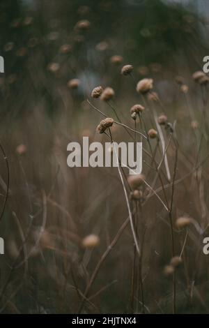 Getrocknete botanische Blumen auf einem Feld Stockfoto