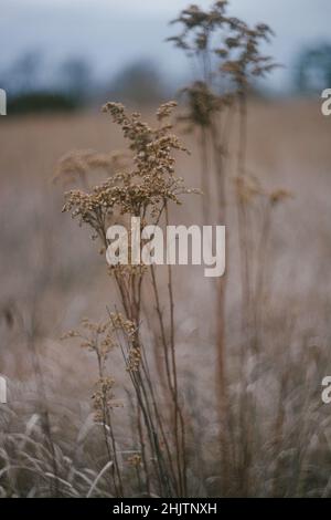 Getrocknete botanische Blumen auf einem Feld Stockfoto