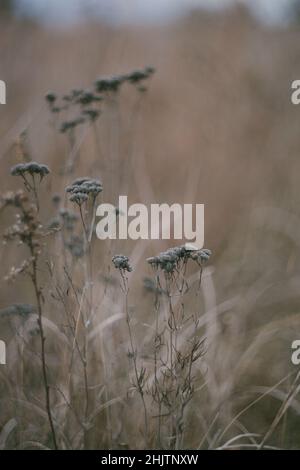 Getrocknete botanische Blumen auf einem Feld Stockfoto