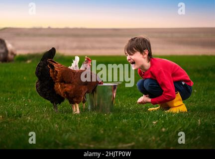 Ein Junge lachend über Hühner, die Kratzer aus einem Eimer fressen Stockfoto