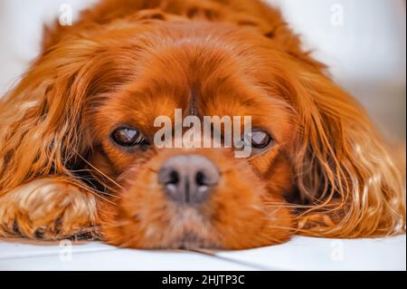 Brown Cavalier King Charles Spaniel Hund auf dem Boden liegend Stockfoto
