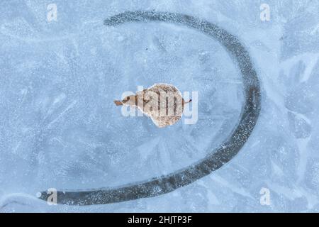 Eisdetails, Blasen und Blätter gefroren in Alava im Winter Stockfoto