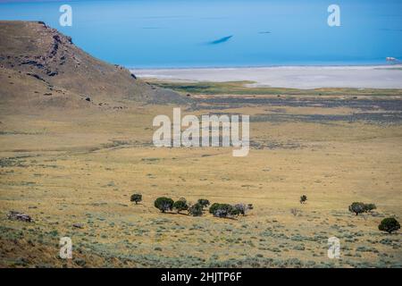 Ein Blick auf die Natur im Antelope Island State Park, Utah Stockfoto