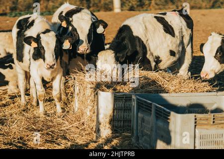 Ein Set von Färsen, die Stroh außerhalb der Kuhfarm fressen Stockfoto