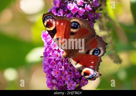 Europäischer Pfauenschmetterling, Aglais IO, sitzend auf purpurner Blüte von Buddleja davidii Stockfoto