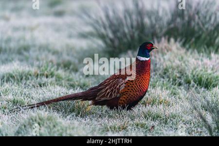 Hahn von gewöhnlicher Fasan, Ringhalspfesich, Phasianus colchicus im Winter in der Zeit der Morgendämmerung Stockfoto