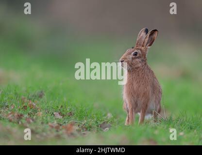 Brown Hare Lepus europaeus auf einem Norfolk Waldweg, der sich fragt, was als nächstes zu tun ist. Stockfoto