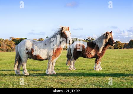 Zwei New Forest Ponys zusammen auf offenem Grasland bei Sonnenschein, Brockenhurst, New Forest National Park, Hampshire, England, Großbritannien Stockfoto