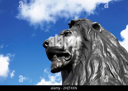 Bronzestatue eines Löwen von Sir Edwin Landseer, Trafalgar Square, City of Westminster, London, England, VEREINIGTES KÖNIGREICH Stockfoto