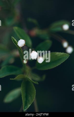 Wunderschöne Frühlingskirschblüten im Garten. Stockfoto