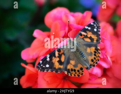 Gemalte Dame Schmetterling (vanessa cardui) mit seinen Flügeln ausgebreitet, ruht auf einer roten Geranienblume Stockfoto