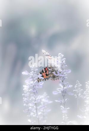 Eine gemalte Schmetterlingsdame (vanessa cardui), die sich von Salvia-Blüten ernährt Stockfoto