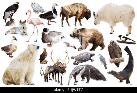 nordamerikanische Tiere isoliert Stockfoto