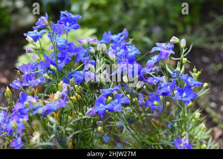 Gentiana-Blumen wachsen auf einem Blumenbett Stockfoto