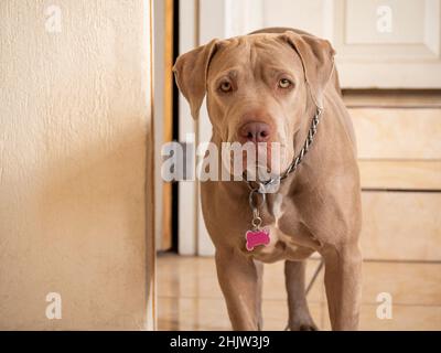 Porträt eines silberbraunen Pit Bulldogs. Stockfoto