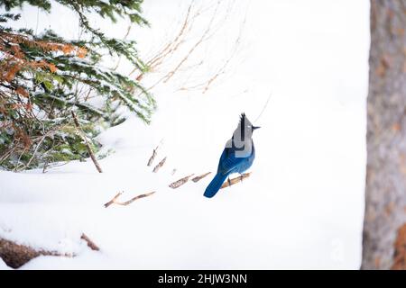 Ein wunderschöner Steller Jay, der auf einem verschneiten Weg im Kananaskis Provincial Park Alberta Canada nach Essen sucht Stockfoto