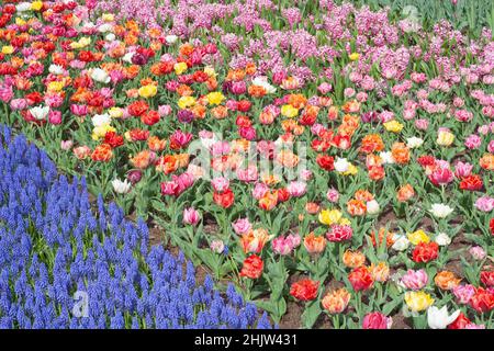 Frühlingsblumenbeet mit blauen Muscari-Blumen und doppelten frühen Tulpen im Keukenhof-Garten, Niederlande Stockfoto