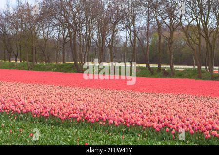 Feld von rosa Tulpen wächst neben einer Straße in der Provinz Südholland, Niederlande Stockfoto