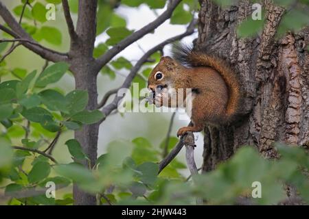 Rote Eichhörnchen essen Chokecherry Beeren. Tamiasciurus hudsonicus, Prunus virginiana Stockfoto