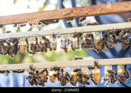 Bienenzucht Königenzelle für Larven Königinnen Bienen. Imker in Bienenhaus mit Königinnen Bienen, bereit, für die Zucht von Bienenköniginnen zu gehen. Gelée Royale in Kunststoff-Quee Stockfoto