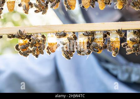 Bienenzucht Königenzelle für Larven Königinnen Bienen. Imker in Bienenhaus mit Königinnen Bienen, bereit, für die Zucht von Bienenköniginnen zu gehen. Gelée Royale in Kunststoff-Quee Stockfoto