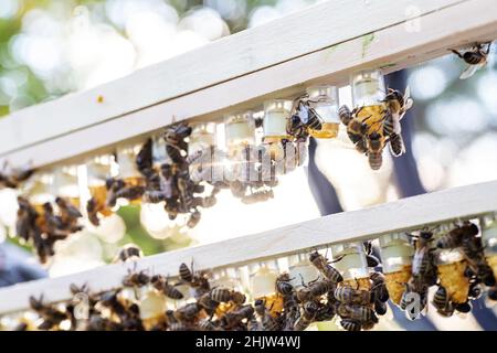 Bienenzucht Königenzelle für Larven Königinnen Bienen. Imker in Bienenhaus mit Königinnen Bienen, bereit, für die Zucht von Bienenköniginnen zu gehen. Gelée Royale in Kunststoff-Quee Stockfoto