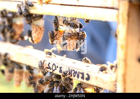 Bienenzucht Königenzelle für Larven Königinnen Bienen. Imker in Bienenhaus mit Königinnen Bienen, bereit, für die Zucht von Bienenköniginnen zu gehen. Gelée Royale in Kunststoff-Quee Stockfoto