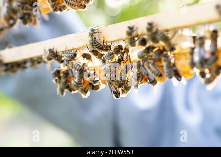 Bienenzucht Königenzelle für Larven Königinnen Bienen. Imker in Bienenhaus mit Königinnen Bienen, bereit, für die Zucht von Bienenköniginnen zu gehen. Gelée Royale in Kunststoff-Quee Stockfoto