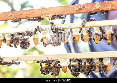 Bienenzucht Königenzelle für Larven Königinnen Bienen. Imker in Bienenhaus mit Königinnen Bienen, bereit, für die Zucht von Bienenköniginnen zu gehen. Gelée Royale in Kunststoff-Quee Stockfoto