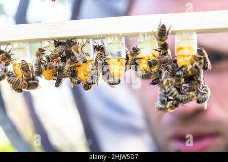 Bienenzucht Königenzelle für Larven Königinnen Bienen. Imker in Bienenhaus mit Königinnen Bienen, bereit, für die Zucht von Bienenköniginnen zu gehen. Gelée Royale in Kunststoff-Quee Stockfoto