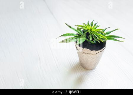 Hanf zu Hause in Töpfen aus recycelbaren Materialien anbauen. Sprossen von jungem frühlingshaften Hanf mit den ersten Blättern von medizinischem Marihuana. Stockfoto