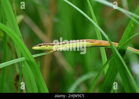 Asiatische Graseidechse, die auf einem Gras ruht. Stockfoto